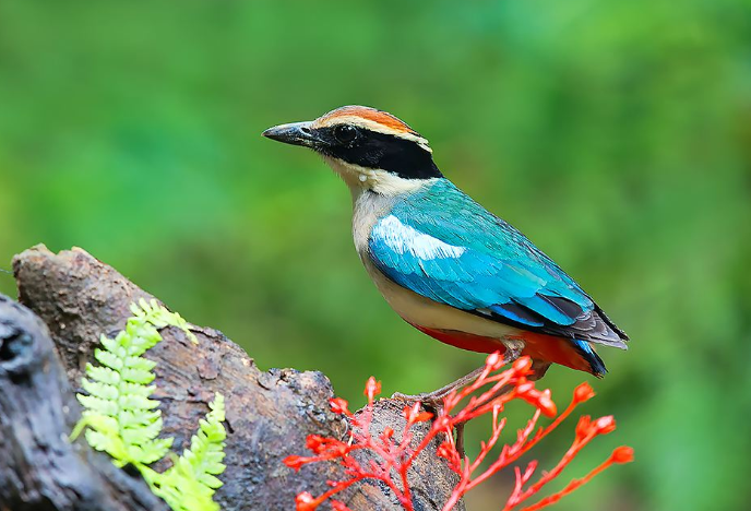 全球十大观赏鸟排行榜 颜值超高的鸟类，这些你都认识吗