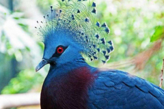 <font color='#FF0000'>全球十大观赏鸟排行榜 颜值超高的鸟类，这些你都认识吗</font>