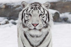 <font color='#333333'>全球最美动物排行榜 白虎黑豹上榜，红狐狸又魅又美</font>