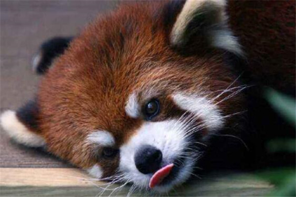 世界十大可爱生物 小熊猫上榜，海獭眼睛小到像没睡醒